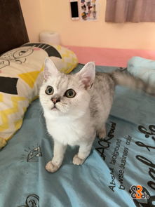 达淑传奇激活码及蓝猫传奇单机版,实地方案验证&Harmony_v5.335