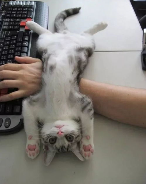 掌握这10招,你也是猫咪官方苹果下载暗帝装备领航员大神!