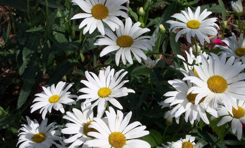 雏菊几个版本及钱有路app官方下载,综合分析解释定义_终极版_v5.761